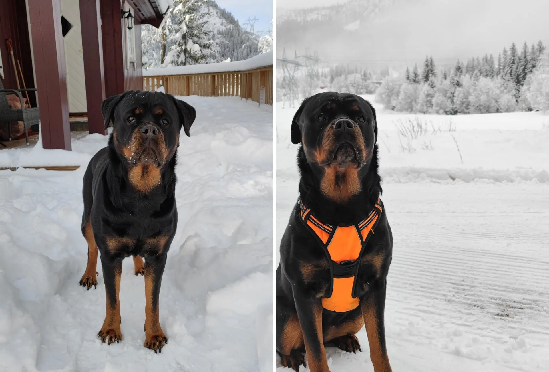 On the left is my Rottweiler Amalia in front of our cabin in Hol, Norway. On the left is my Rottweiler in her orange harness on a snowy road.