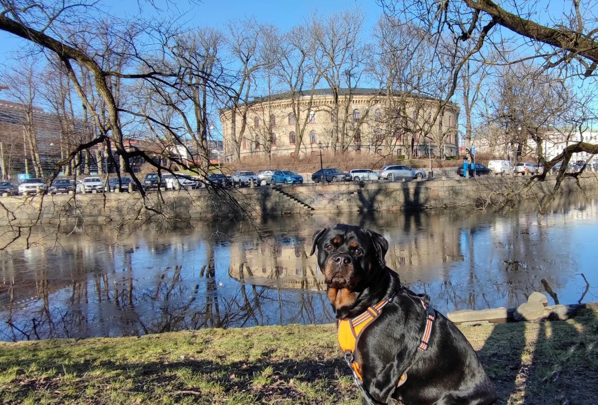 Rottweiler in a park in Gothenburg looks to the camera's side.