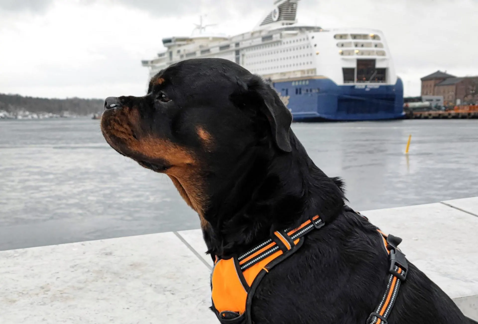 Black and tan Rottweiler from the side, standing in front of a harbor at the Opera House in Oslo.