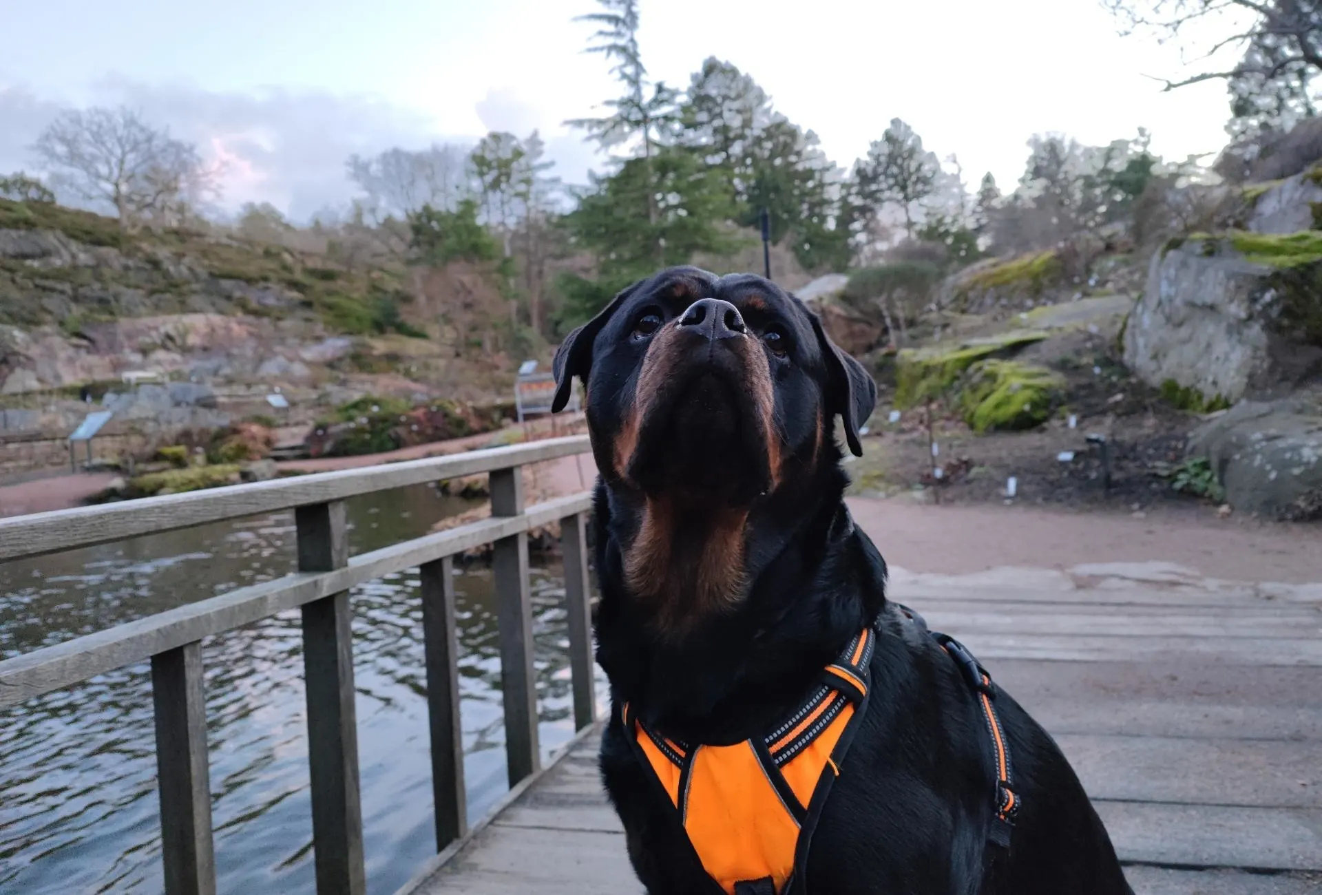 Rottweiler on a bridge in Gothenburg's botanical garden where dogs are only allowed for a part of the year.