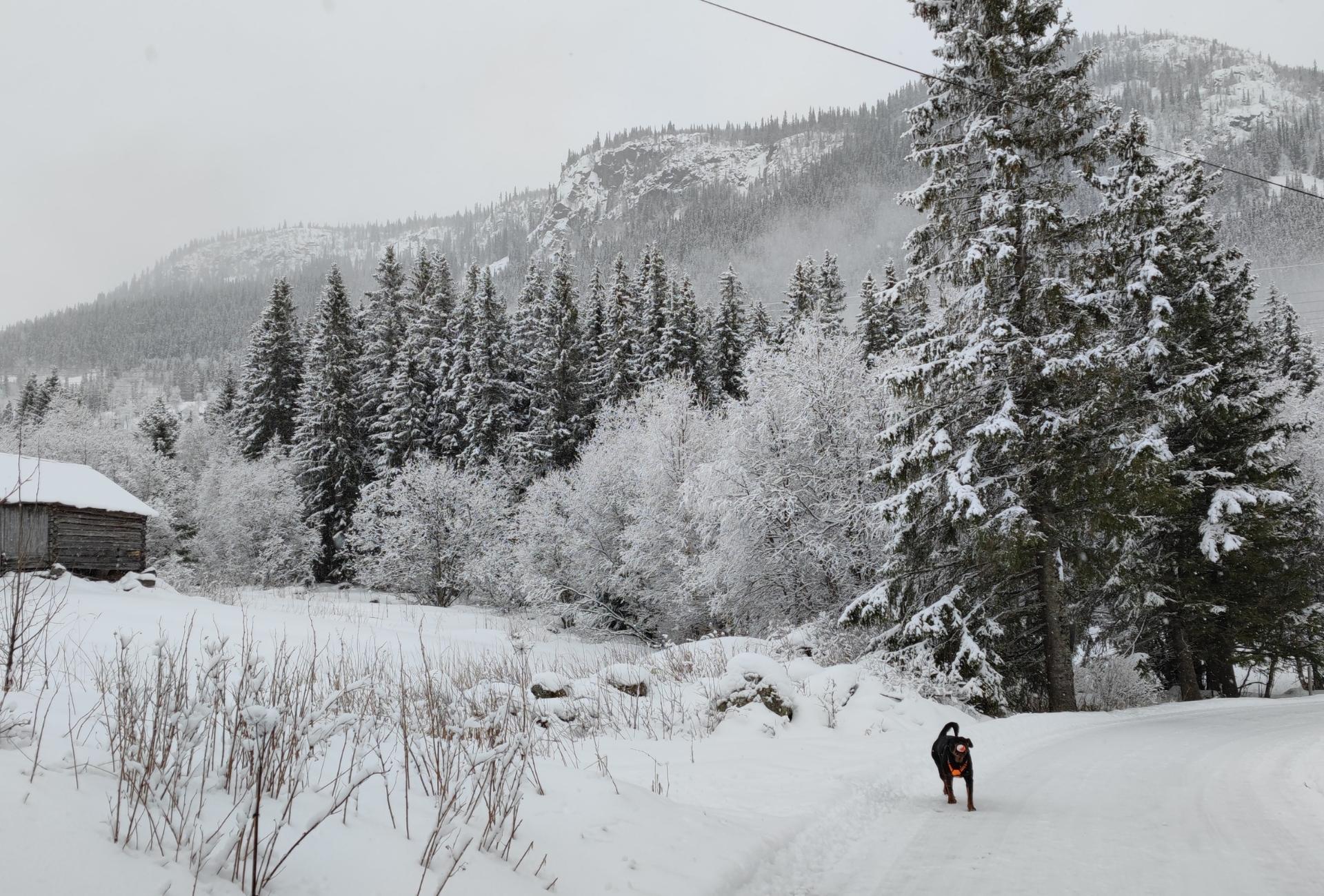 My Rottweiler Amalia playing with her ball in the snow, next to a secluded cabin in Norway.