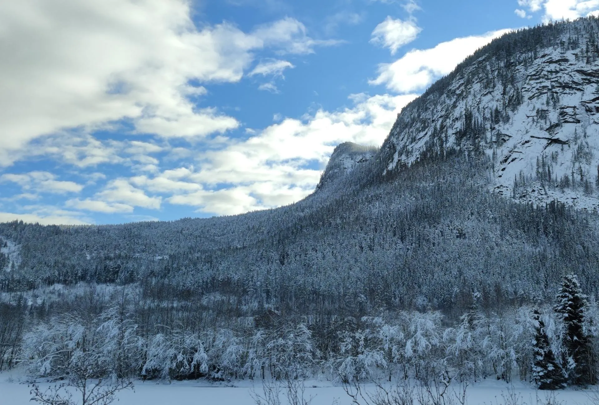 Mountain with snow-covered trees.