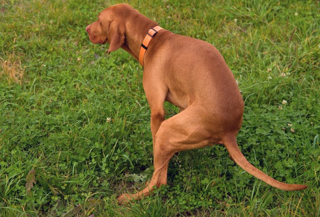 Viszla tries to poop on grass.