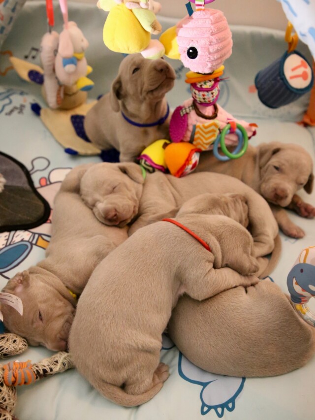 cropped-puppies-sleeping.jpg