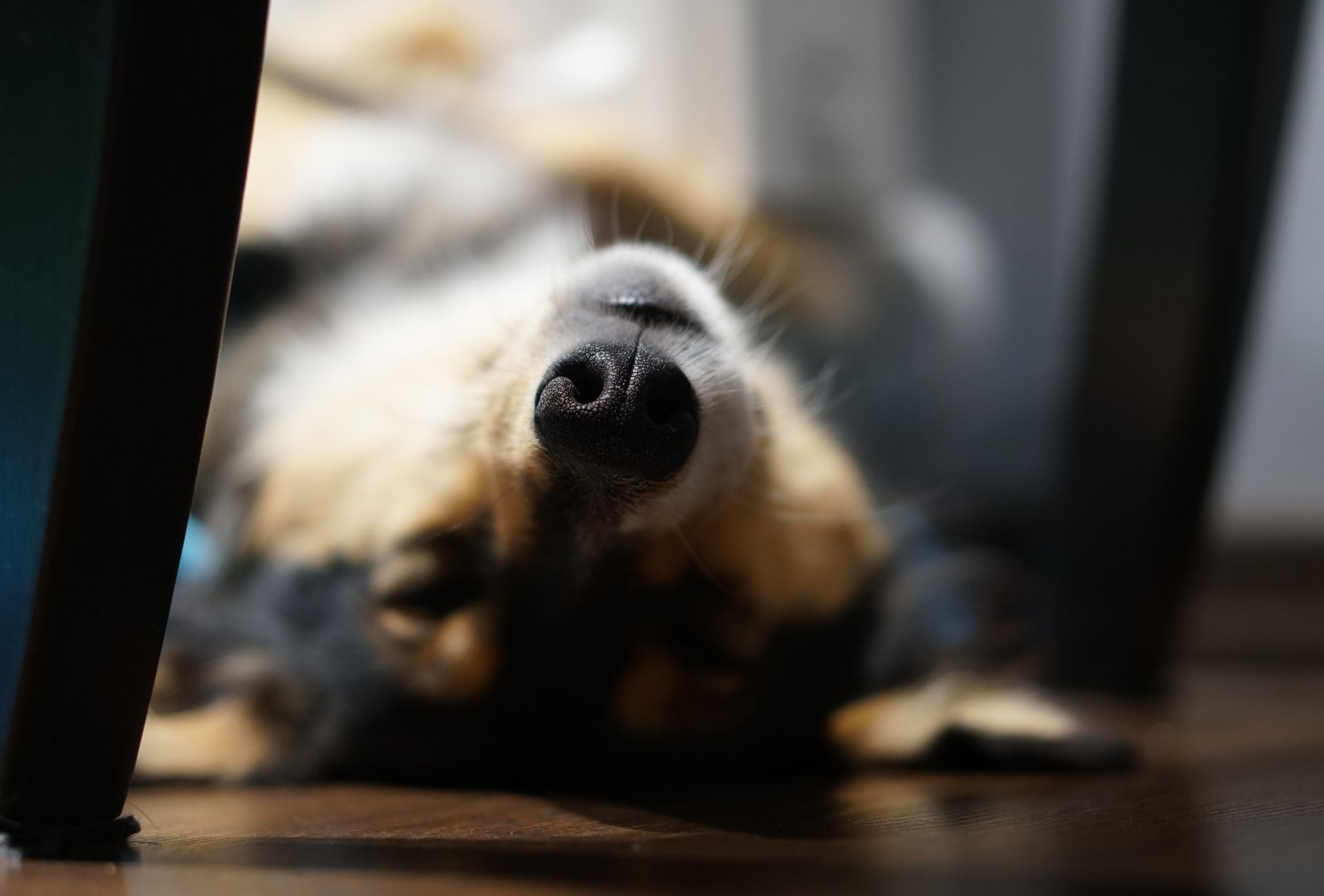 Dog lying on his back under a table.