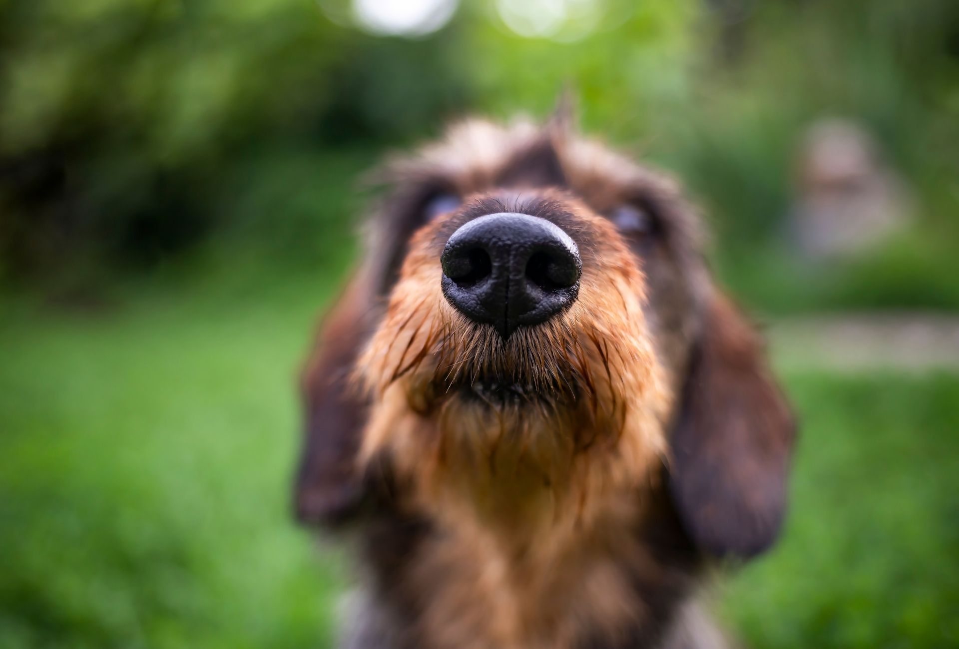 Small dog with a wet nose.