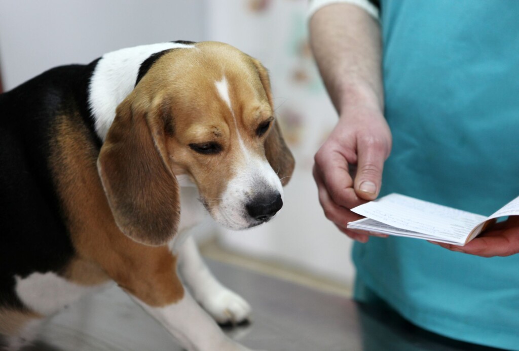 A Beagle on a table with a veterinarian next to him flipping through a notebook.