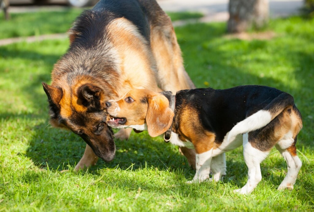 A small Beagle is play-biting a German Shepherd's check.