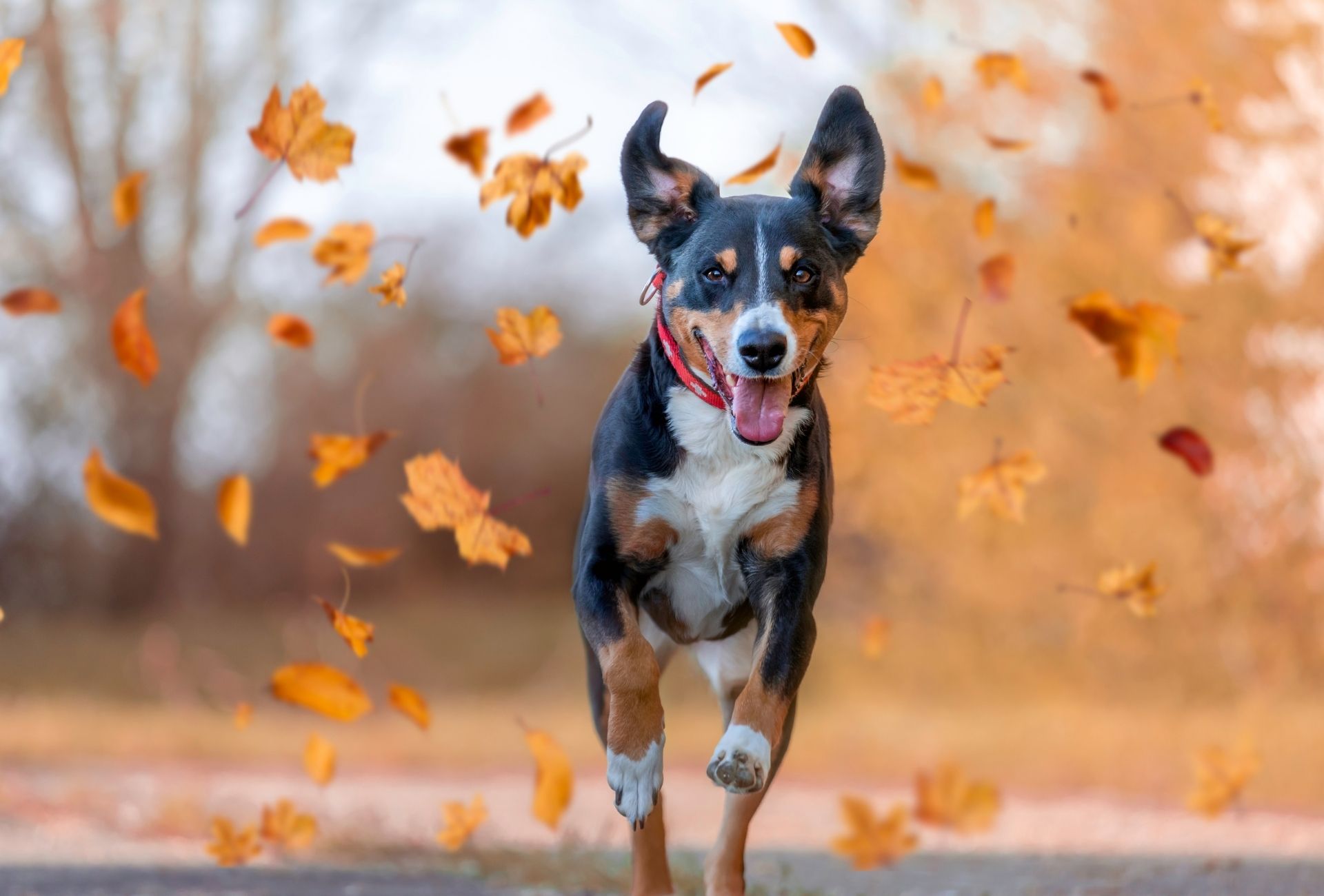 Appenzeller Sennenhund jumps with autumn leafs whirling around.