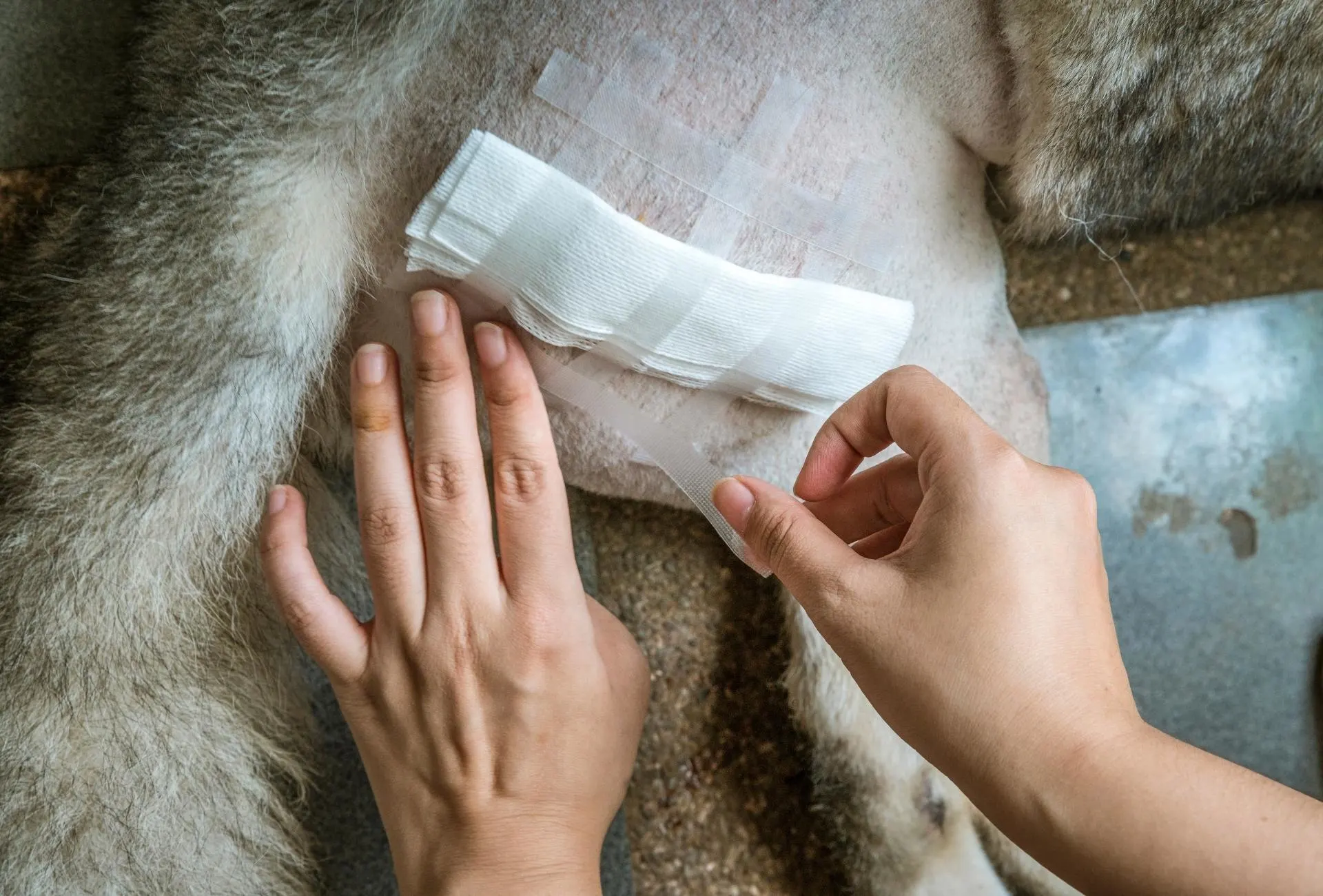 Gauze taped to a dog's wound.