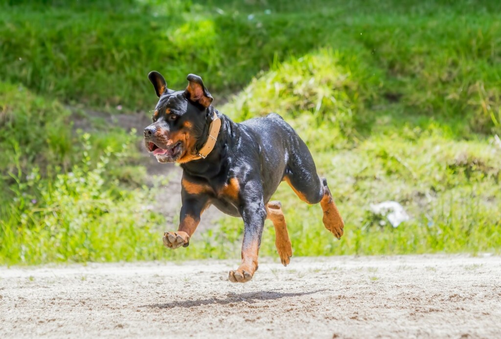 Rottweiler jumps with all four paws off the ground.