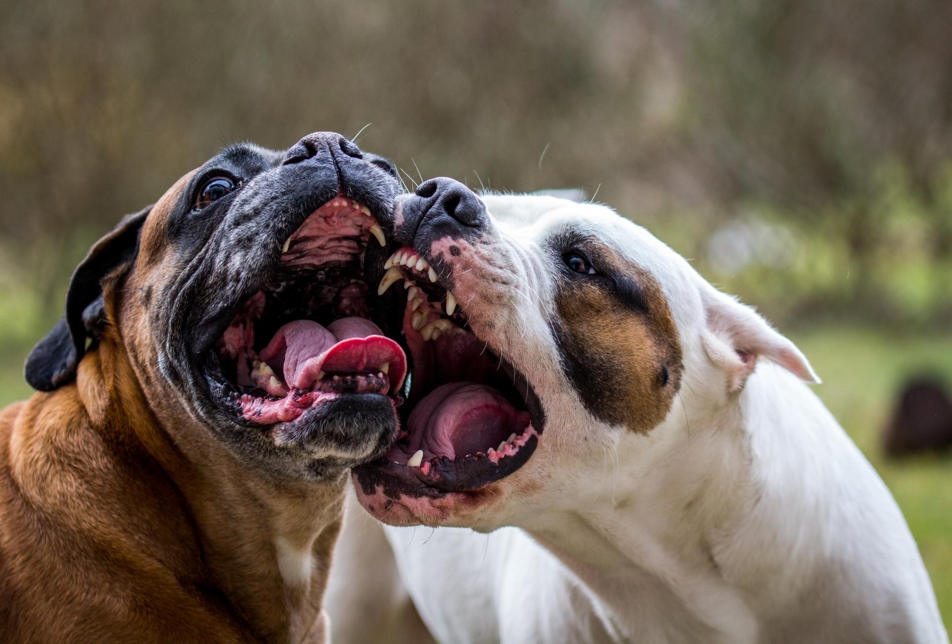Two strong dogs with large heads biting at each other's mouth.