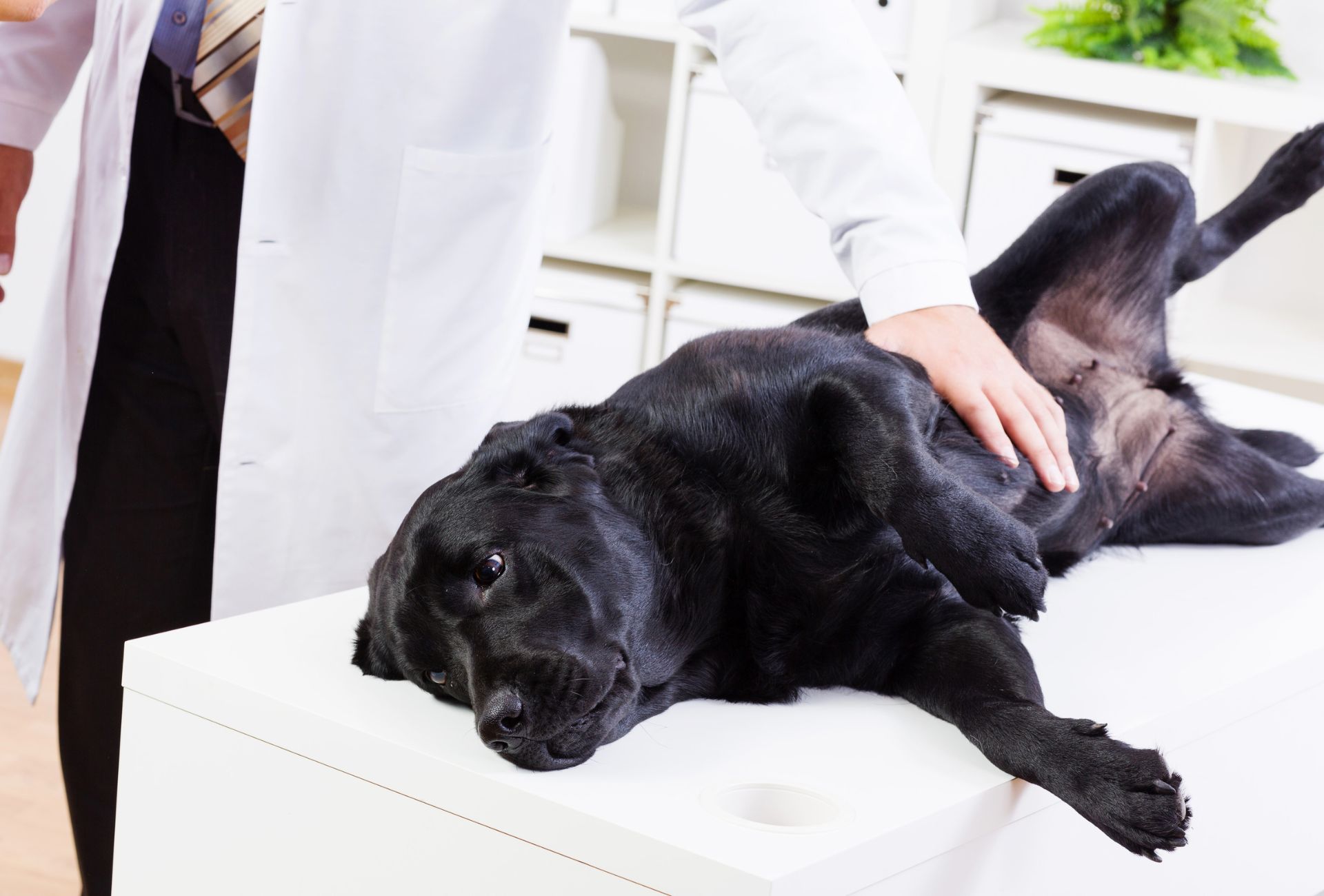 Veterinarian in white coat rubs a black Labrador's belly on a table.