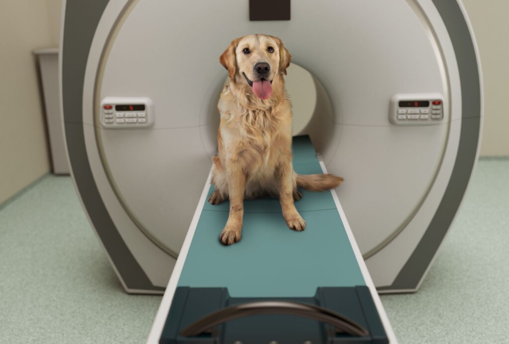 Golden Retriever sits on the table of an MRI machine.