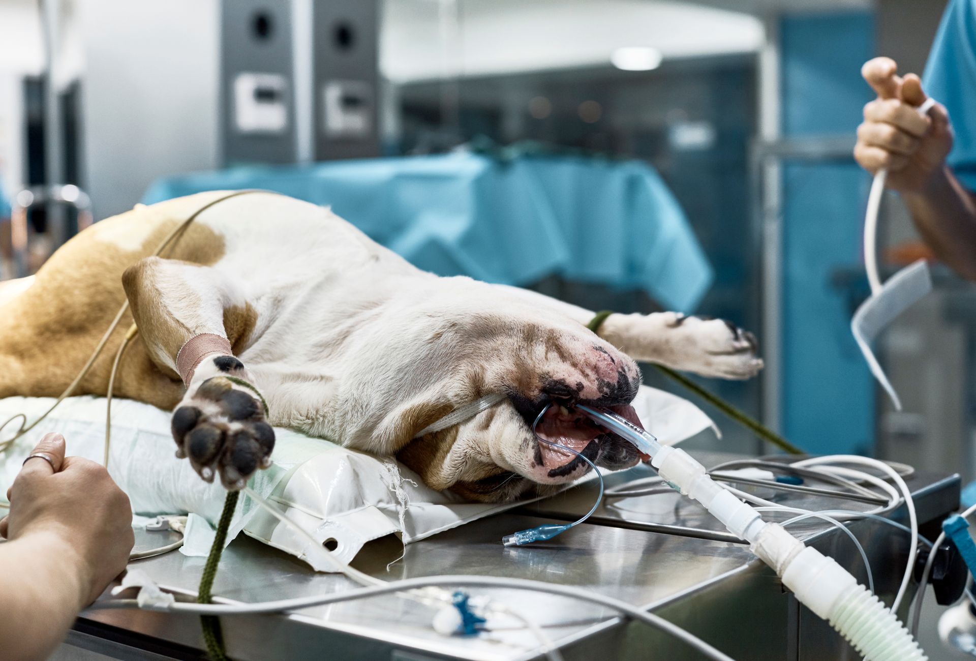 Dog under anesthesia on a surgery table. Dog MRIs are more expensive because anesthesia is required.