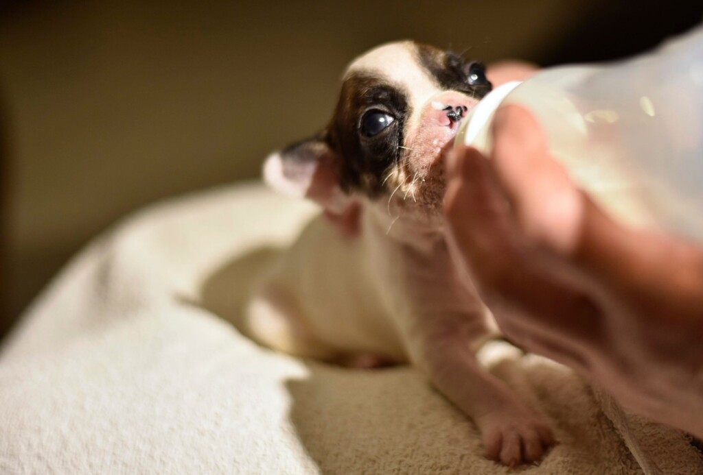 Young puppy is fed with a bottle.