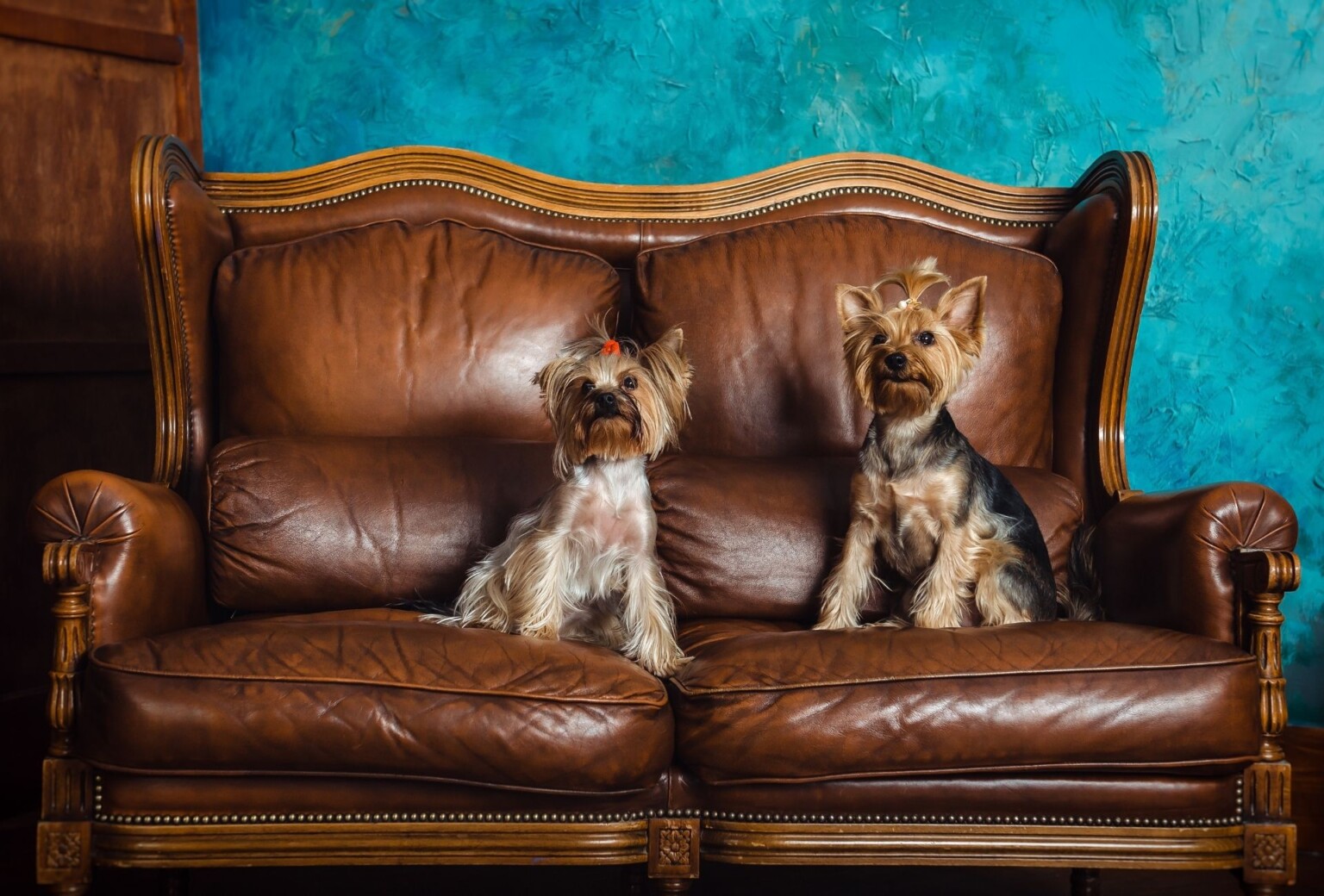 How To Lift Dog After Spay 4 Don'ts + 4 Tips PawLeaks