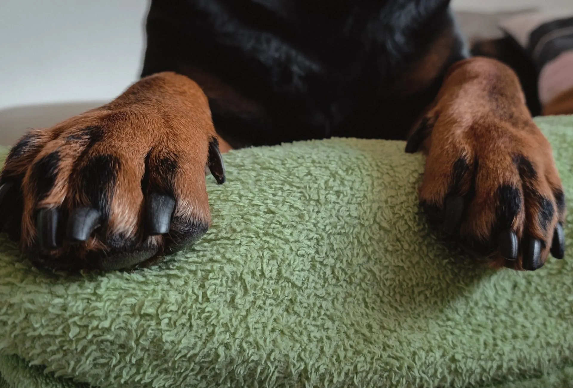 Dog nail length of a Rottweiler close-up.