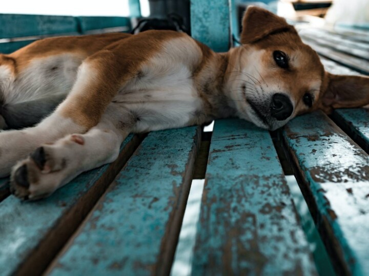 Dog Chewing Wood Nutrient Deficiency or Worse? PawLeaks