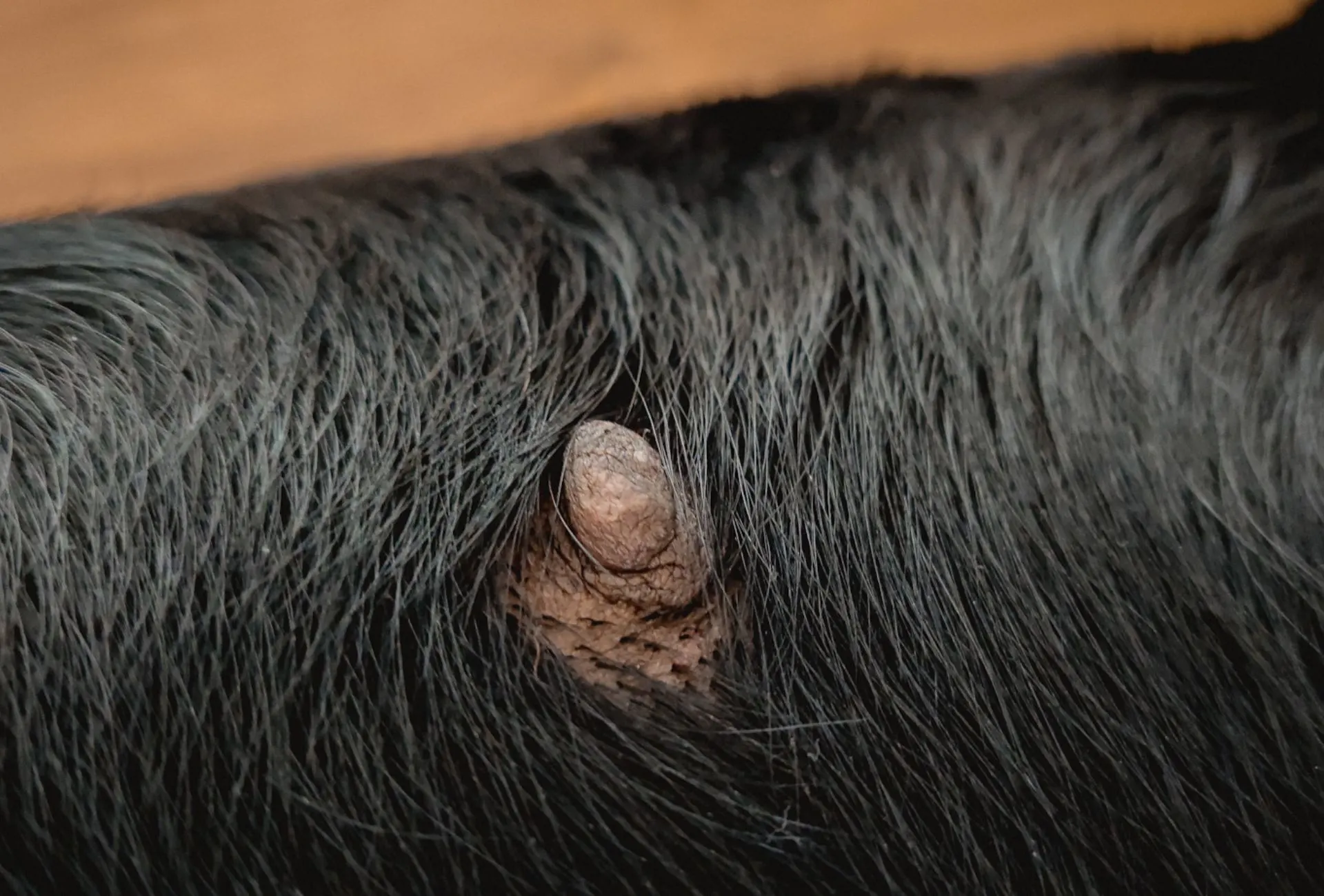 Dog Nipples Enlarged After Heat Cycle: Ok or Worrisome?