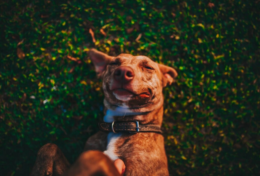 Dog with a brown collar is lying on their back on grass with a goofy expression.