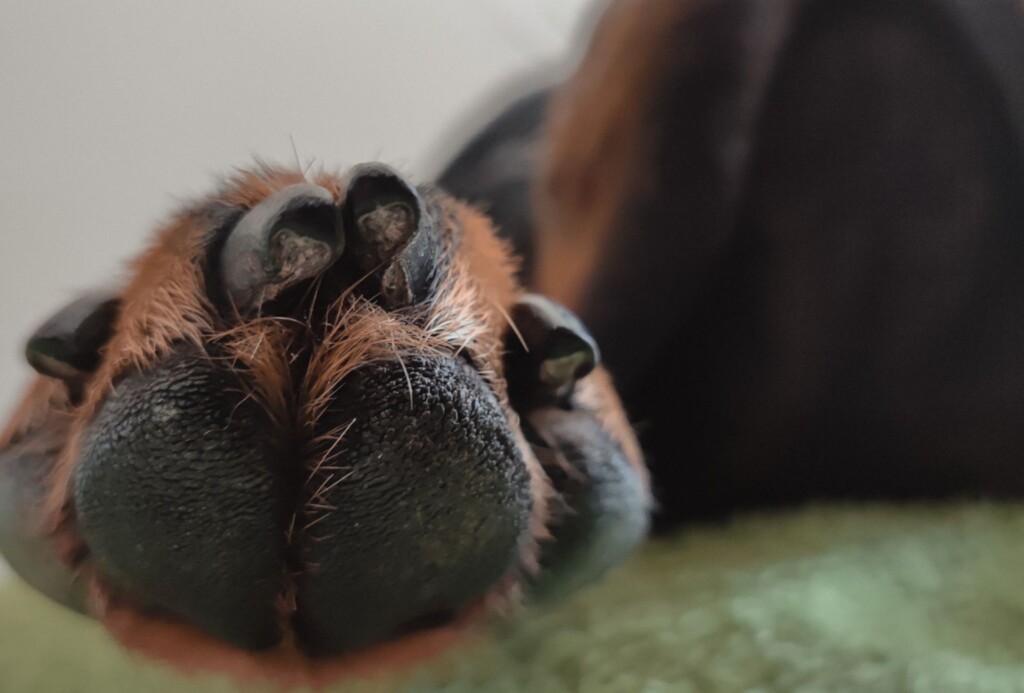 Dog paw with a clear view of the underside of the pad and nails.