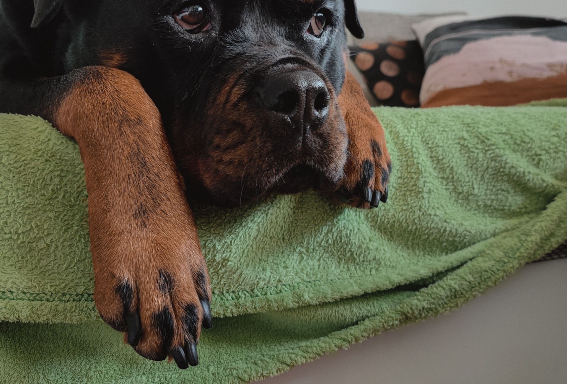Rottweiler lying down with the head between the paws with a good look at the nail length.