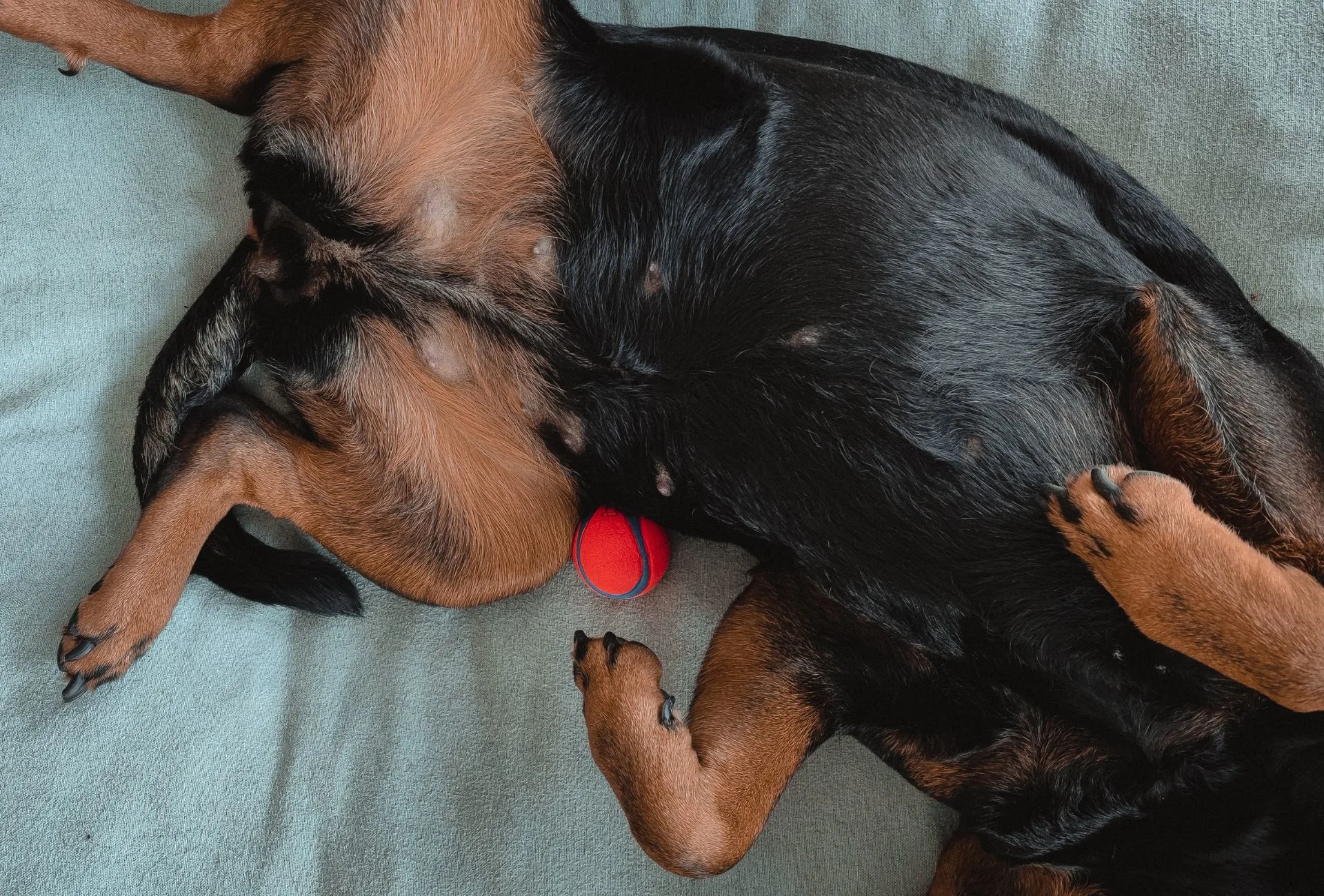 My Rottweiler Amalia lying on her back with her chest and stomach exposed on her dog bed.