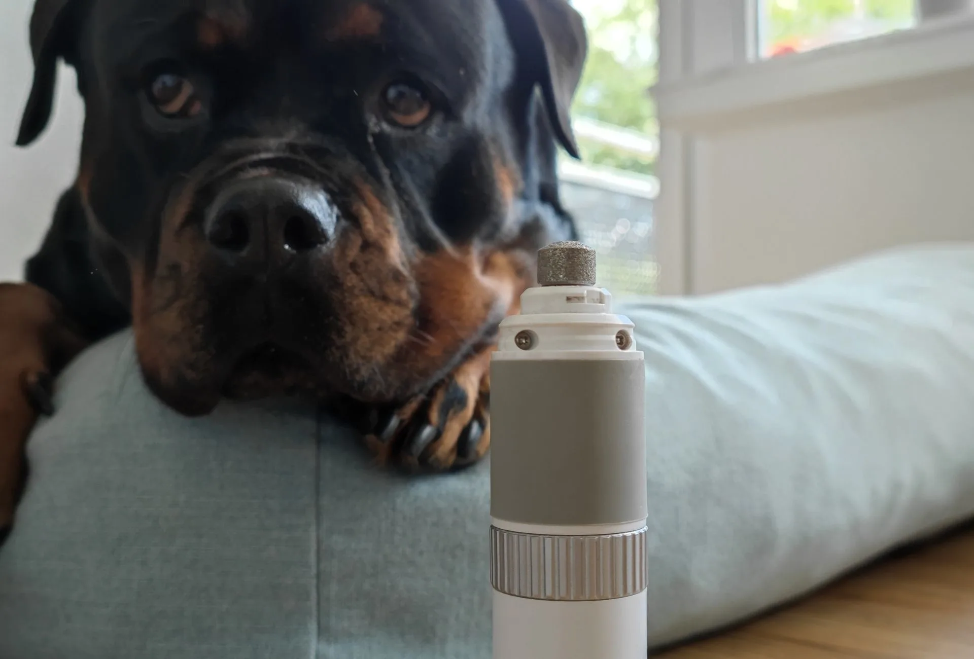 Rottweiler with a Dremel in front of her.