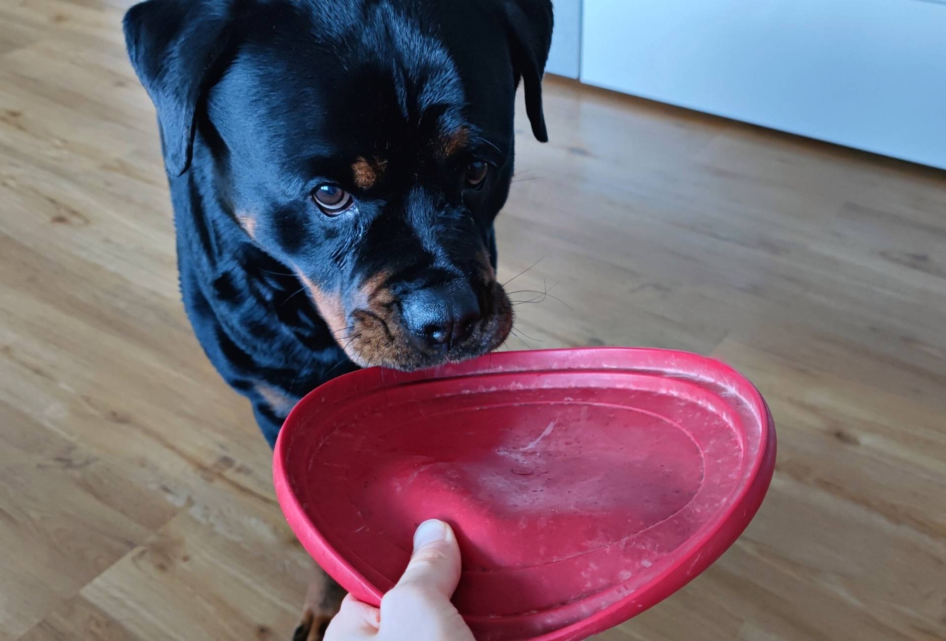 My Rottweiler Amalia tugging with a frisbee.