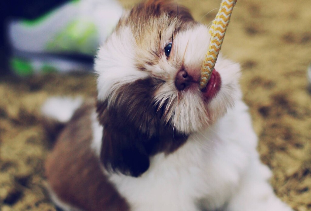 Small cute dog tugs with a rope.