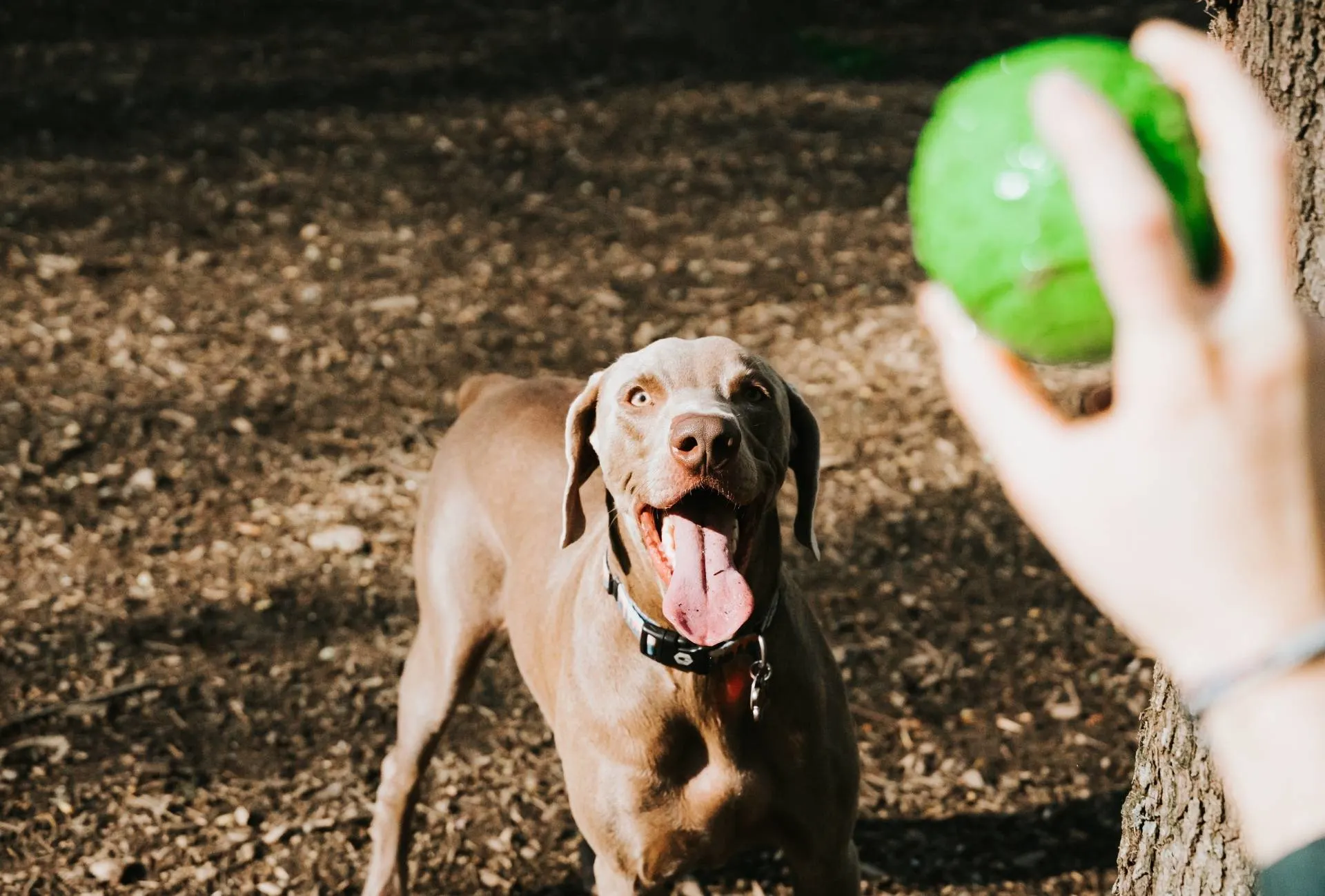Weimaraner waits for a person to throw a green ball.