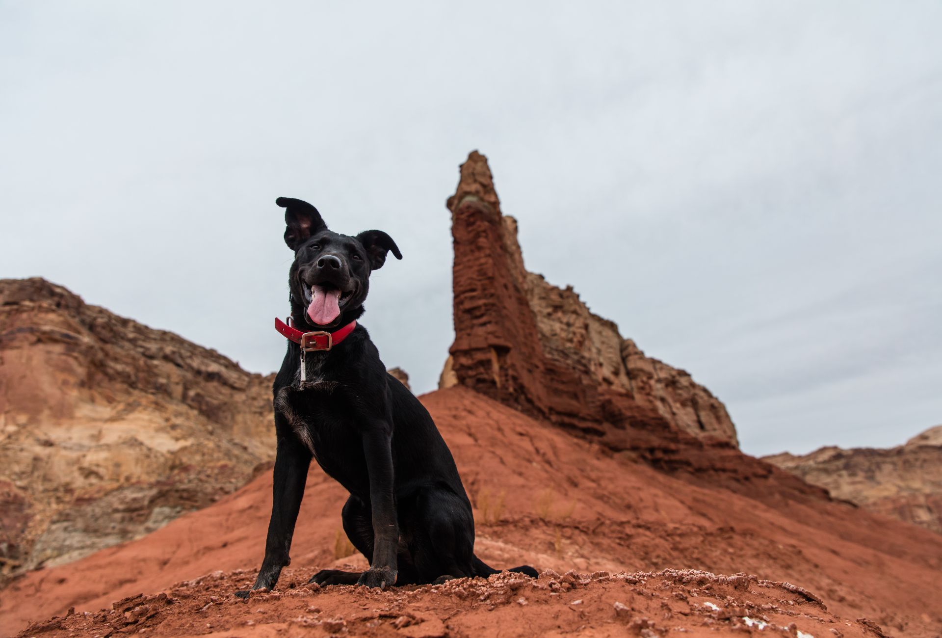 Black dog sitting on the ground near a canyon.