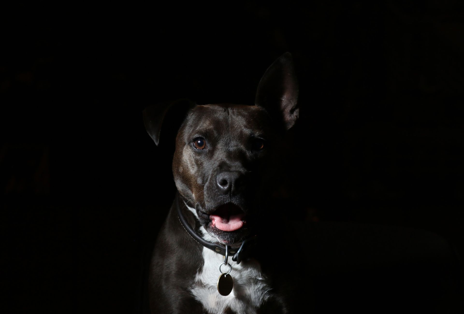 Black Pitbull in a dark room.