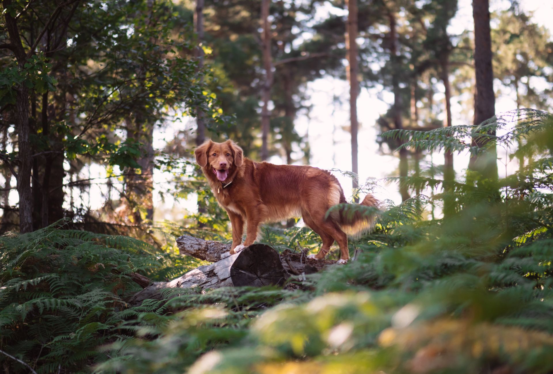 Nova Scotia Duck Tolling Retriever standing on a log in a forest.