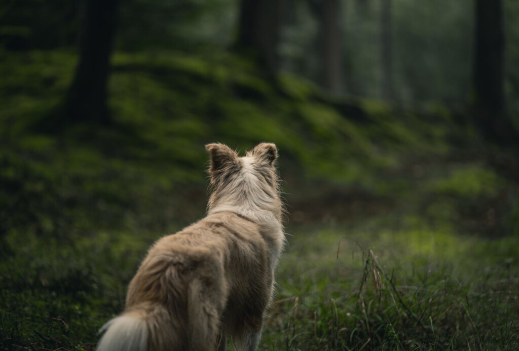 Long coated dog standing in dark forest.