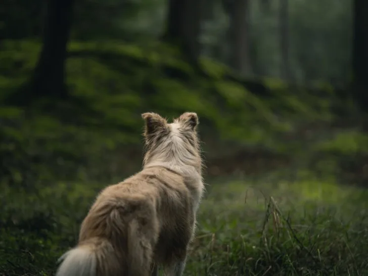 Long coated dog standing in dark forest.