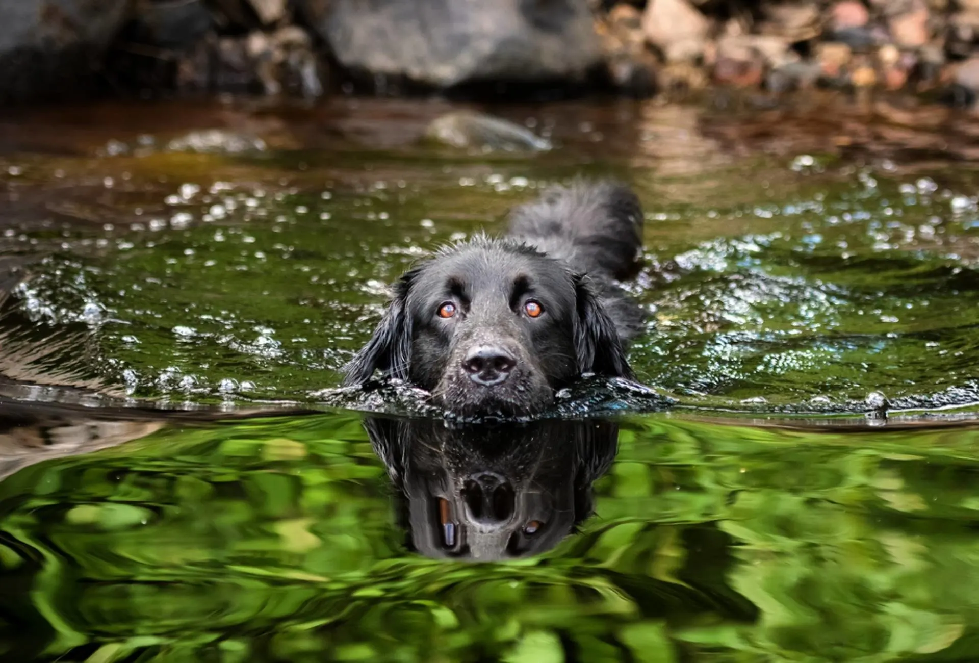 A black Newfoundland and Golden Retriever mixed-breed dog swimming in a lake.