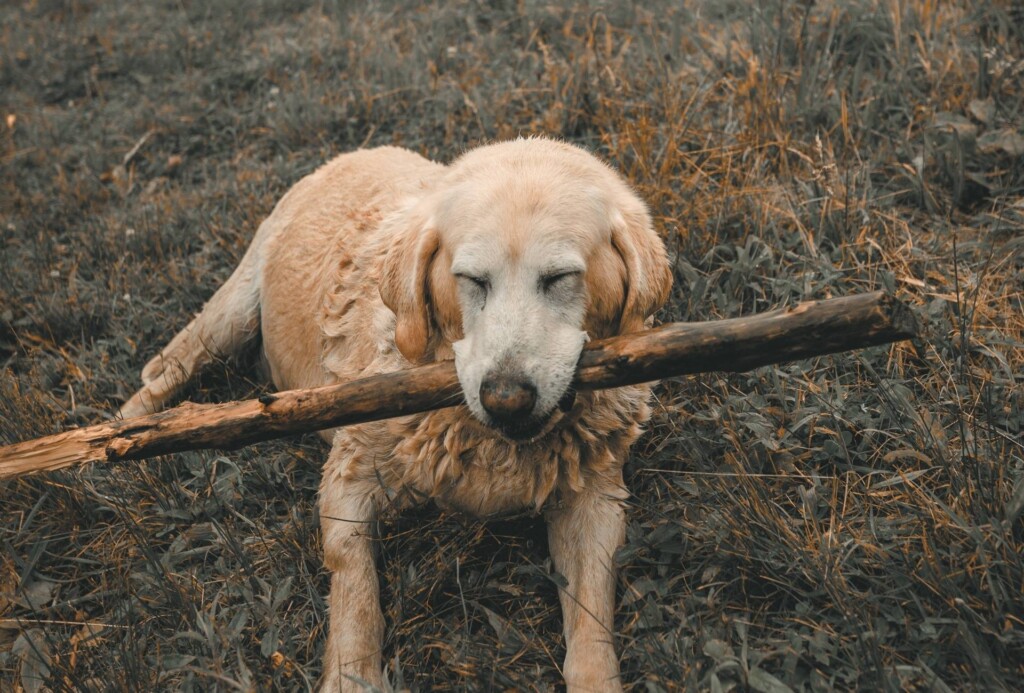 A dog chews on a large stick with their eyes closed.