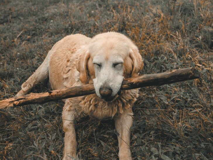 A dog chews on a large stick with their eyes closed.