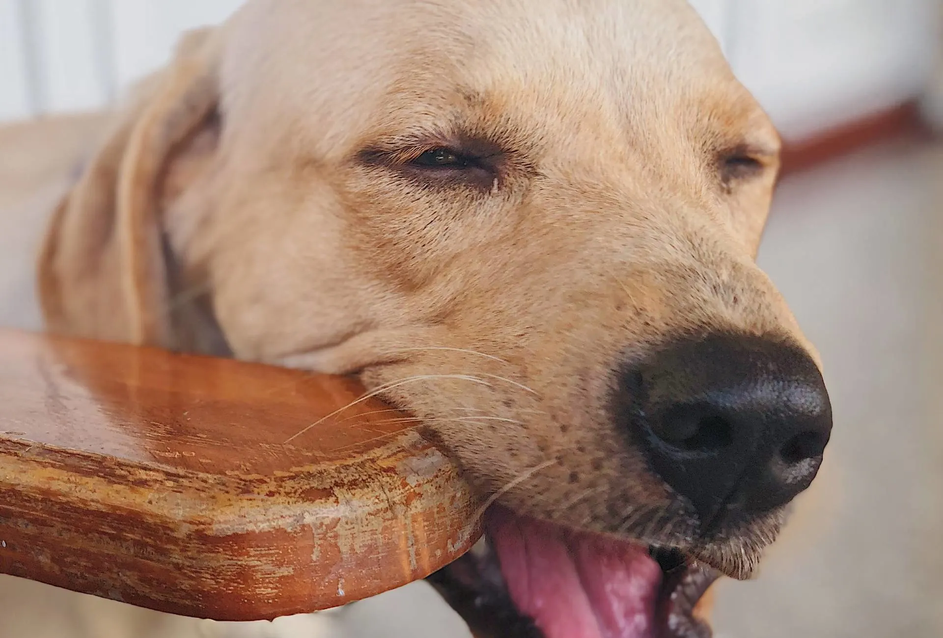 Puppy chewing on wood hot sale furniture