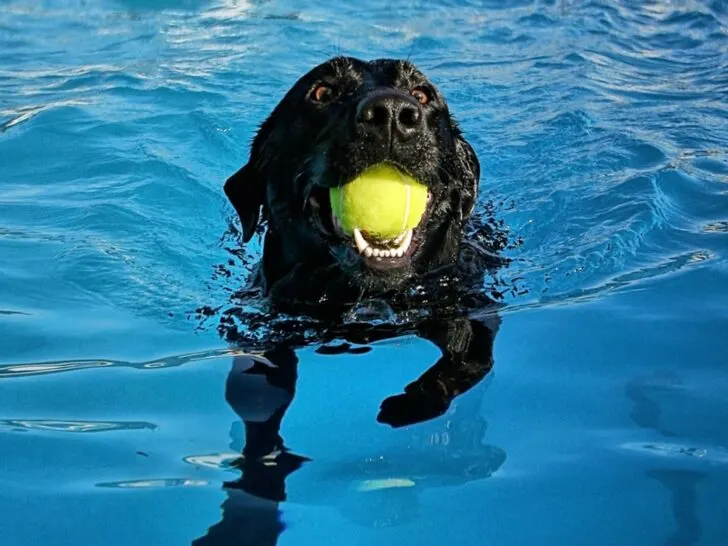 Black Labrador carries a ball while swimming in a pool.