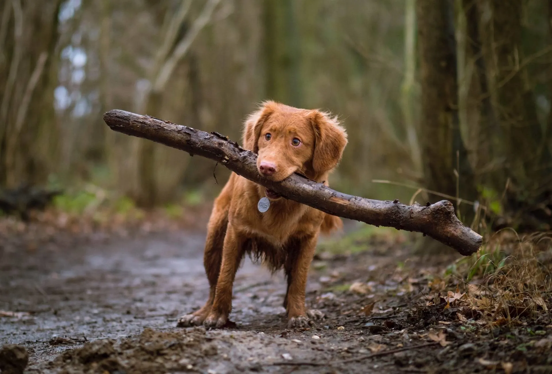 Nova Scotia balances a thick branch in their mouth surrounded by trees and with muddy paws.