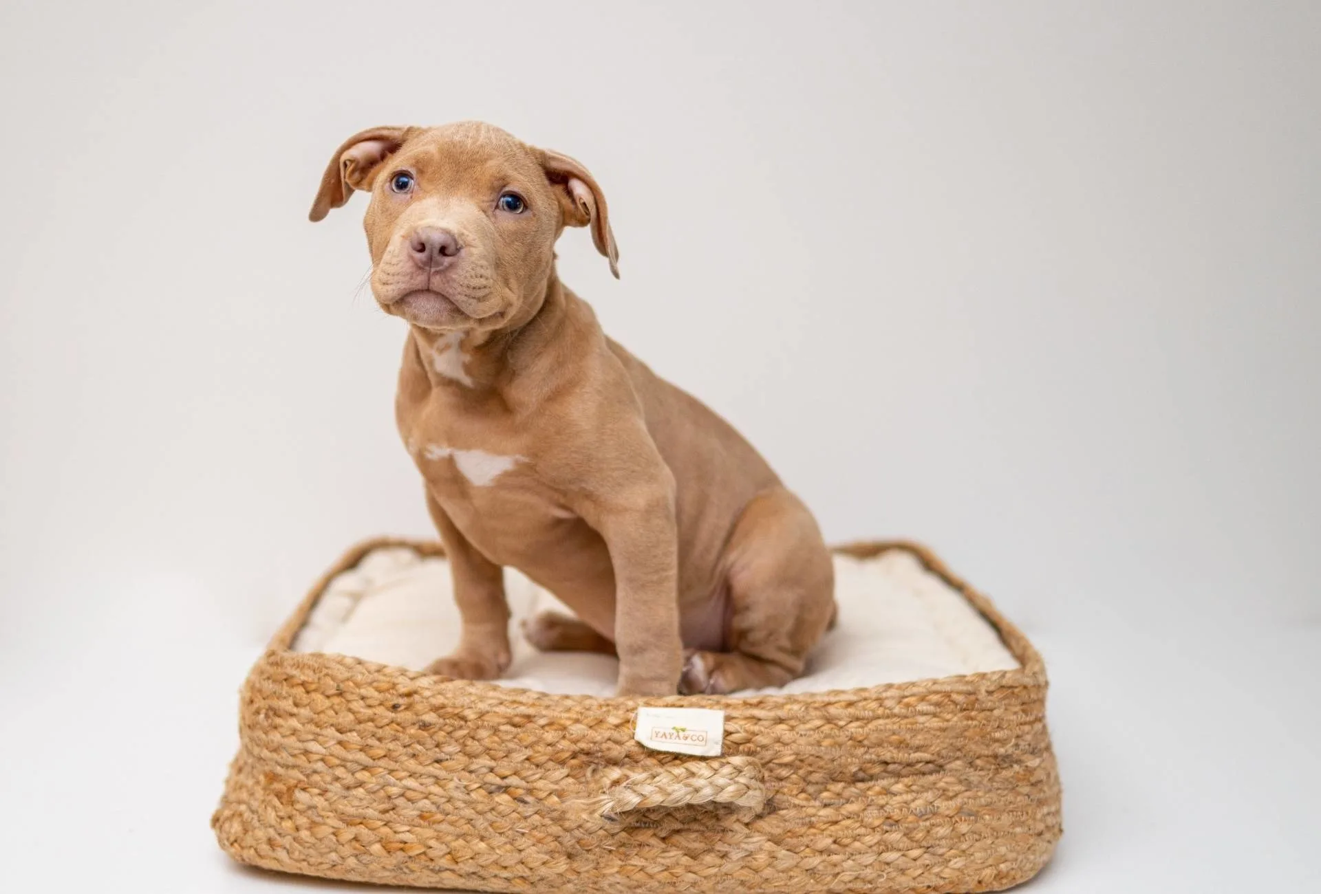 Brown puppy sits on a little rectangular dog bed with woven sides.