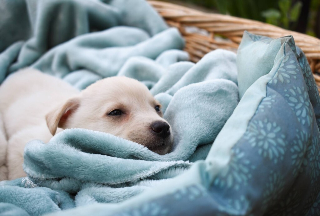 Puppy peacefully sleeps on a blue blanket.