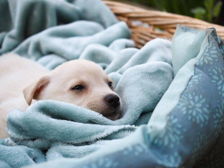 6 Reasons You Should Lock Your Puppy In His Crate At Night! PawLeaks