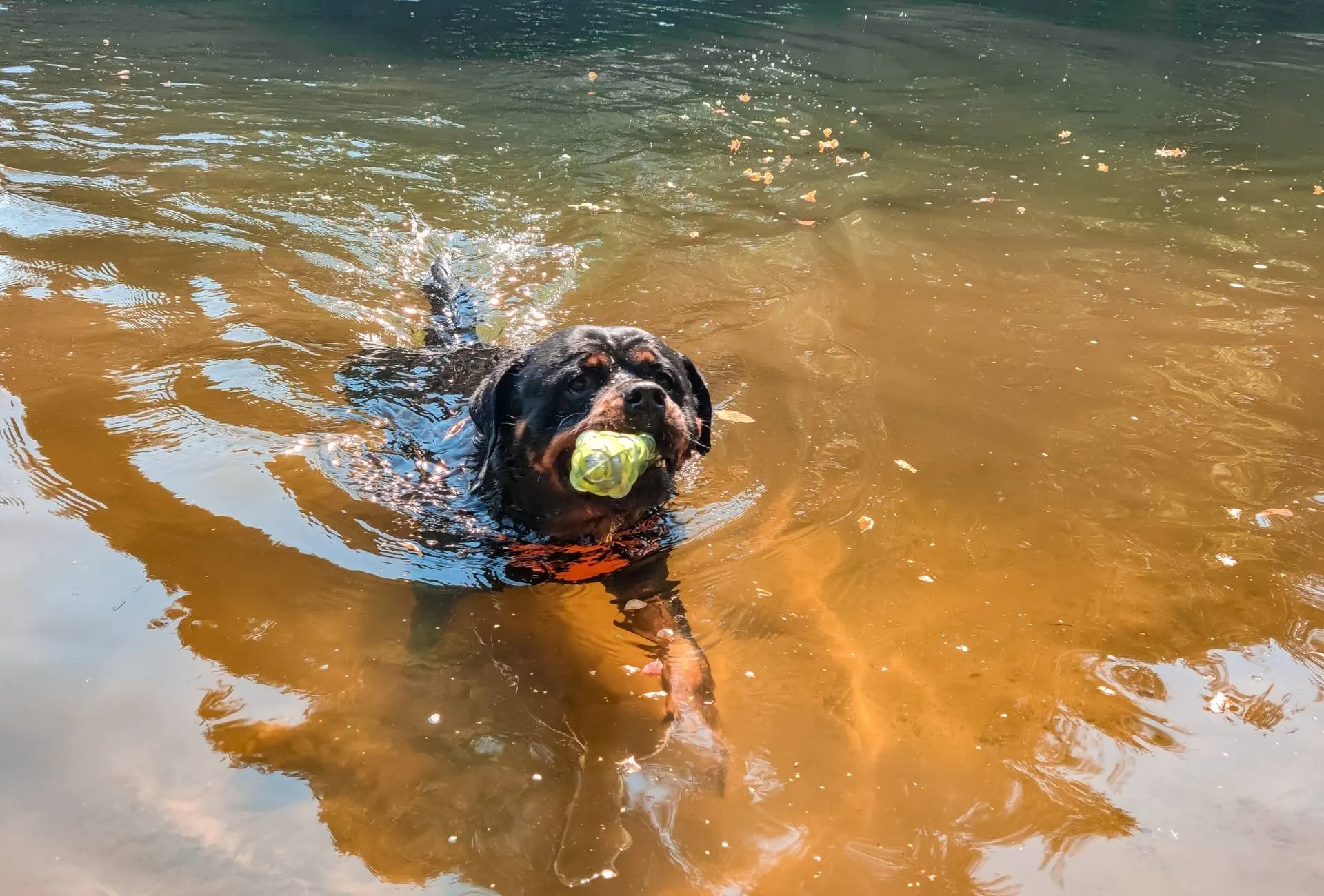 can drinking pool water hurt a dog