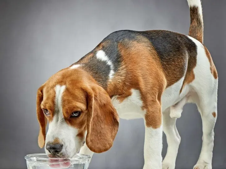 Beagle drinking water from a glass bowl.