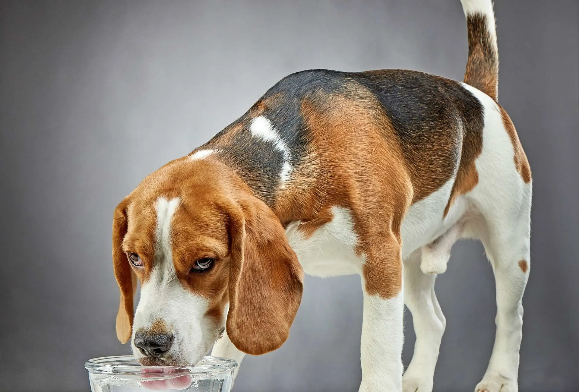 will dogs with bloat drink water