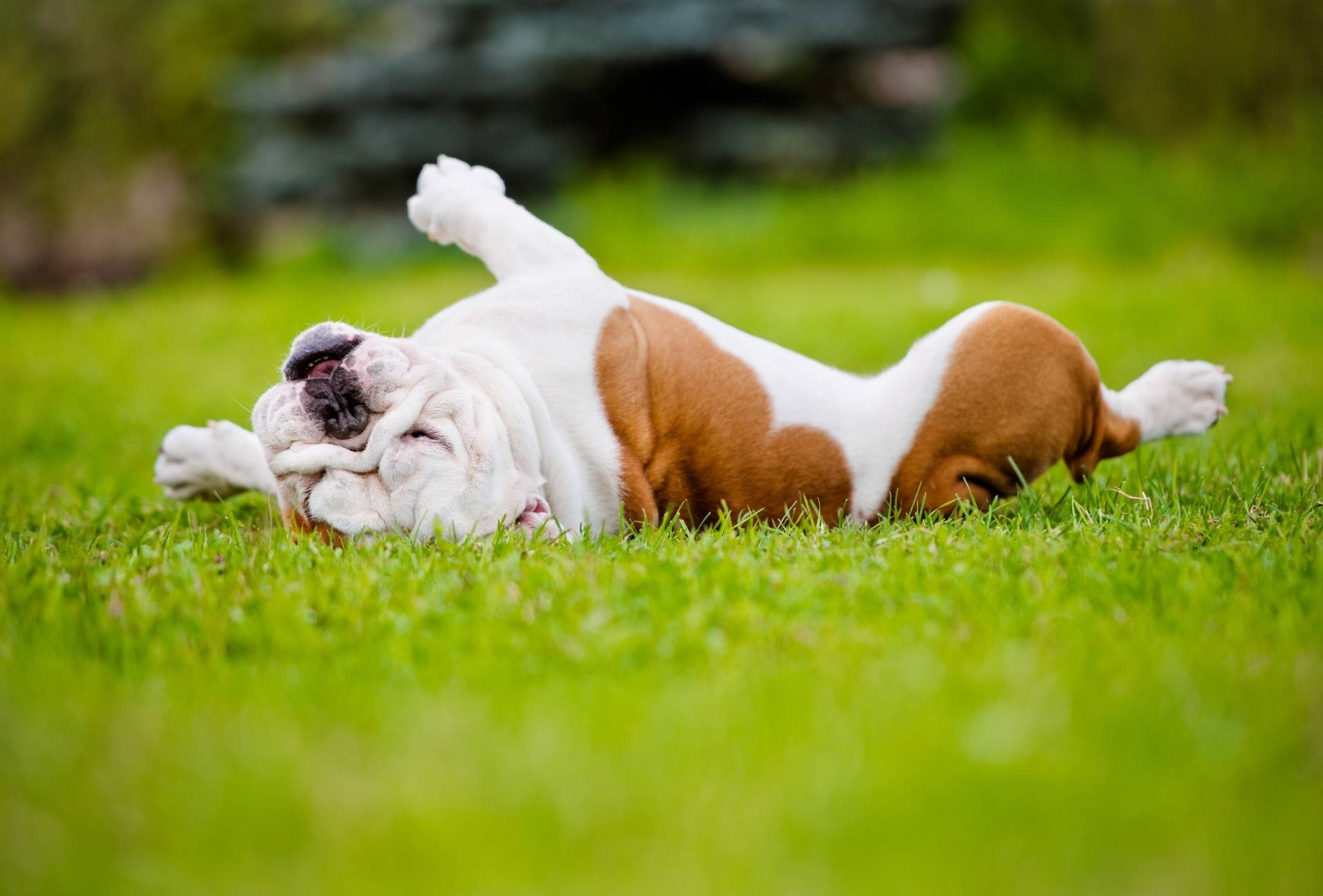 Bulldog with lots of skin folds rolls on grass.